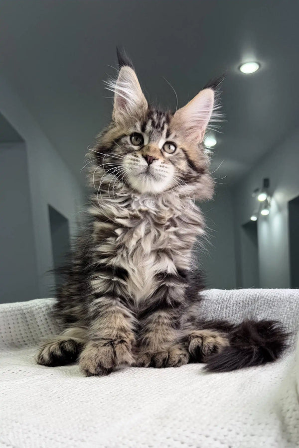 Fluffy silver tabby Maine Coon kitten with alert ears for Triumpha product