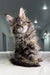 Fluffy Maine Coon kitten tilting its head, perfect for Triumpha’s Polydactyl line