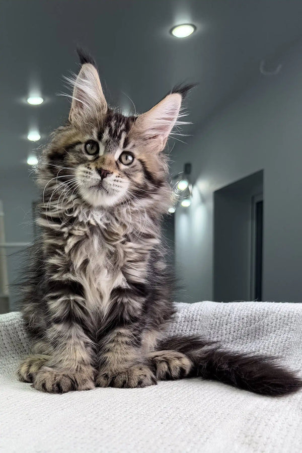 Fluffy Maine Coon kitten with tabby markings and big alert eyes in Triumpha product