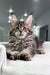 Fluffy Maine Coon kitten with tabby markings and tufty ears from Triumpha collection