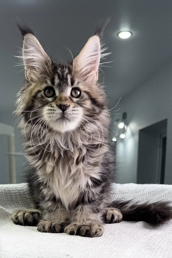 Majestic Maine Coon kitten with fluffy grey fur and alert eyes in Triumpha product
