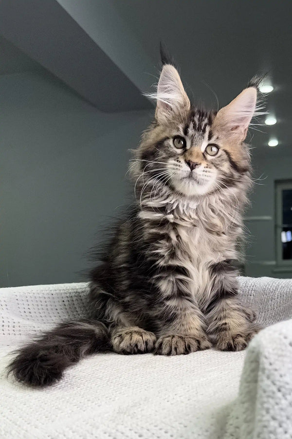 Majestic Polydactyl Maine Coon kitten with fluffy gray and brown striped fur and alert ears