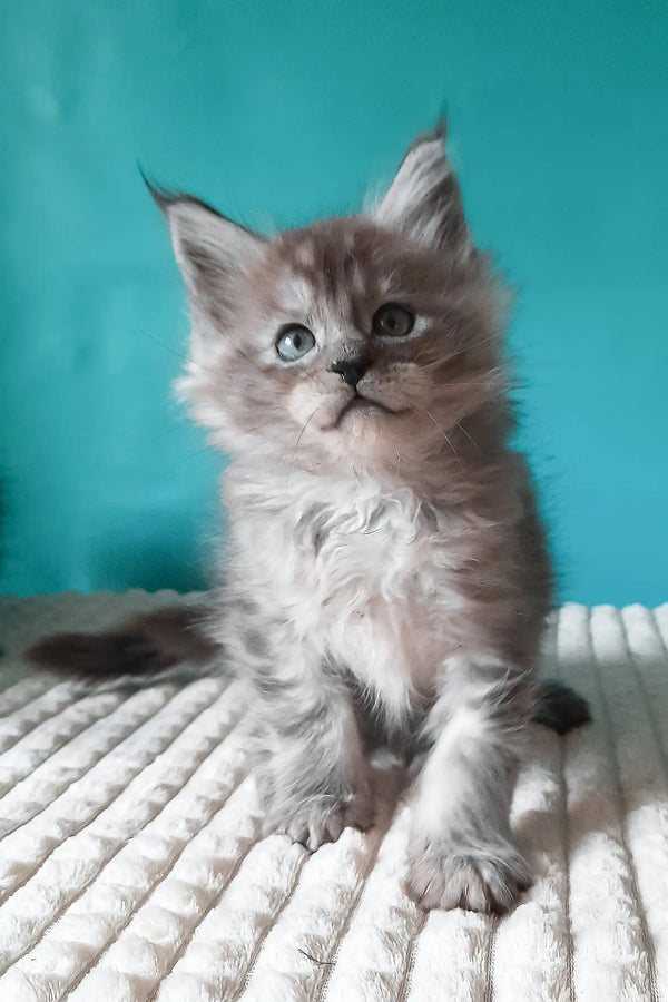 Trixie | maine coon kitten