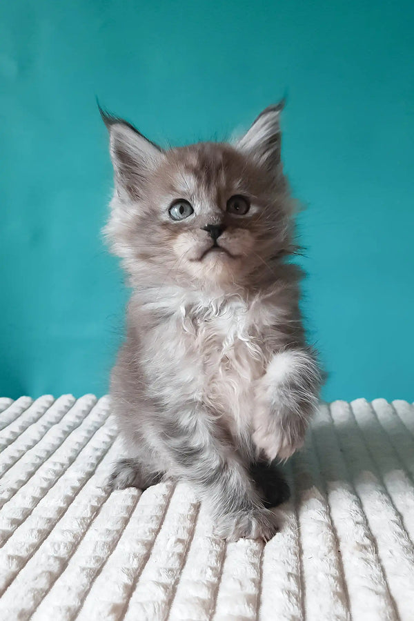 Trixie | maine coon kitten