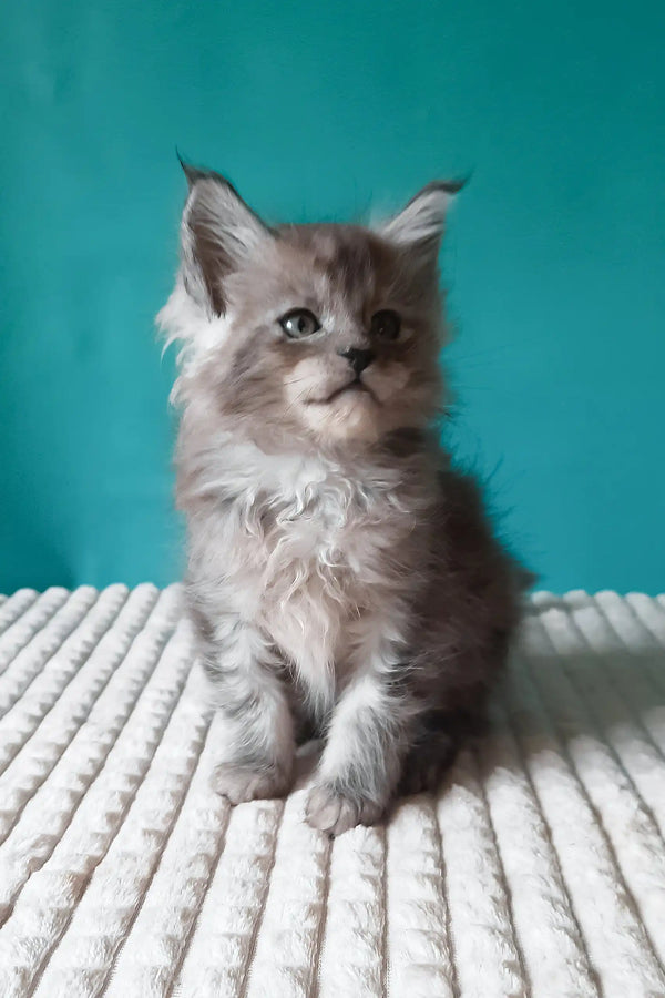 Trixie | maine coon kitten