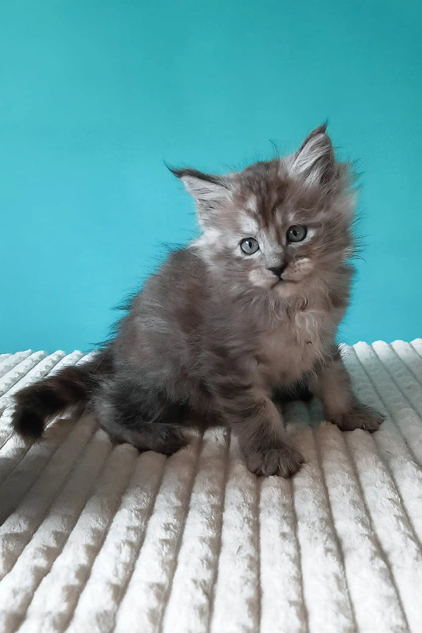 Trixie | maine coon kitten