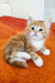 Adorable Siberian Kitten with blue eyes lounging on an orange carpet at Tropicana Oraland