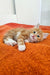 Adorable Siberian Kitten with gold eyes lounging on an orange carpet by Tropicana Oraland