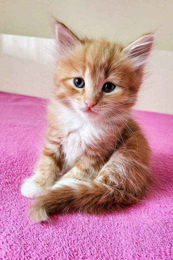 Adorable Siberian Kitten with gold eyes sitting on a pink surface, Tropicana Oraland