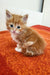 Adorable ginger Siberian kitten with gold eyes sitting on vibrant orange Tropicana Oraland