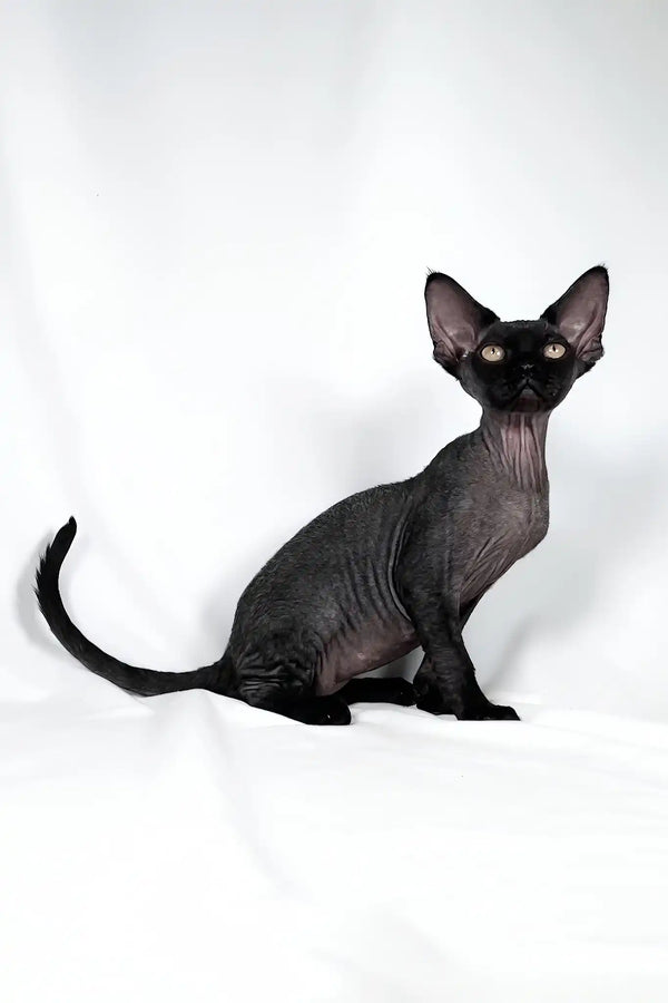 Troy | devon rex kitten