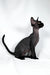 Troy | devon rex kitten