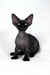 Troy | devon rex kitten