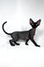 Troy | devon rex kitten