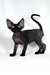 Troy | devon rex kitten