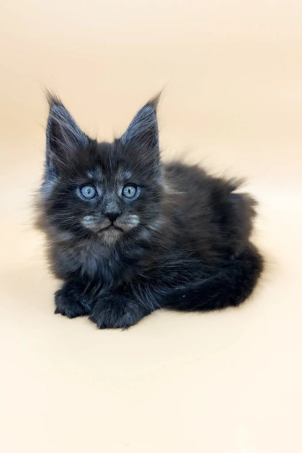 Troy | maine coon kitten