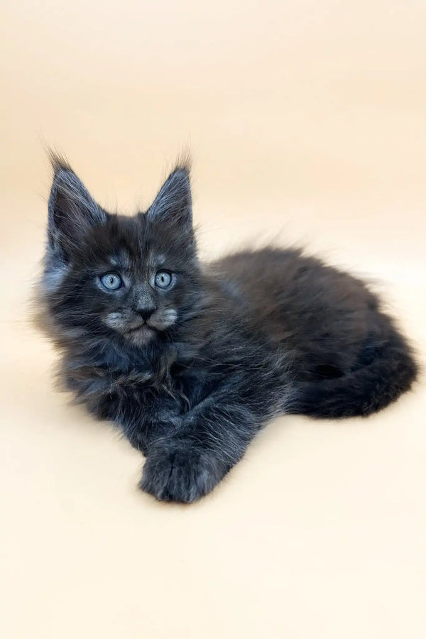 Troy | maine coon kitten