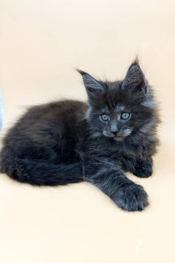 Troy | maine coon kitten