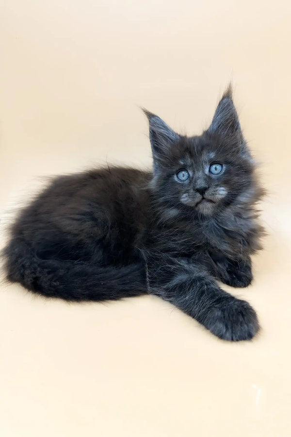 Troy | maine coon kitten