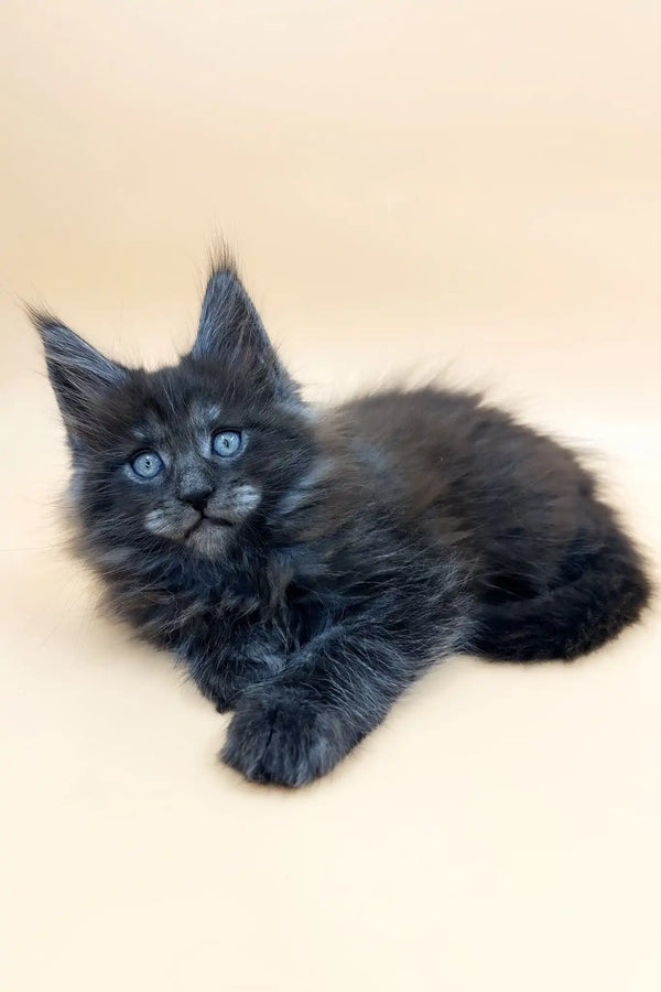 Troy | maine coon kitten