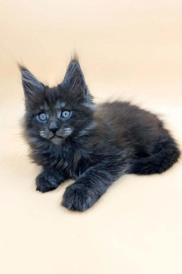 Troy | maine coon kitten