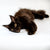 Black Maine Coon kitten Troy lounging with yellow eyes, perfect for your home