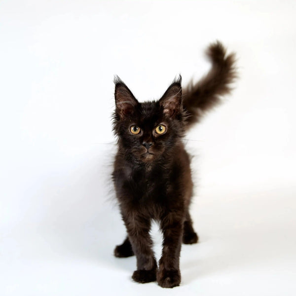 Black Maine Coon kitten with bright yellow eyes and fluffy tail, perfect for cuddles