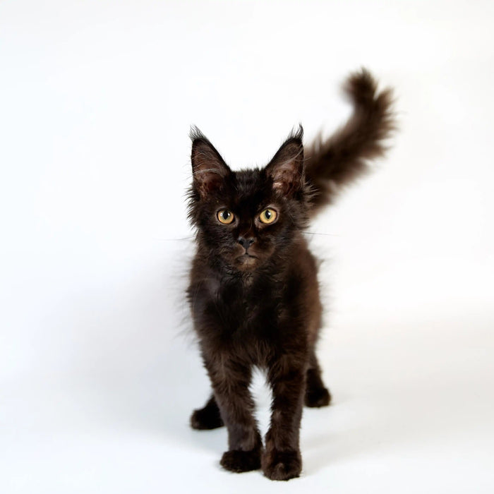 Maine Coon Kittens for Sale Troy | Kitten