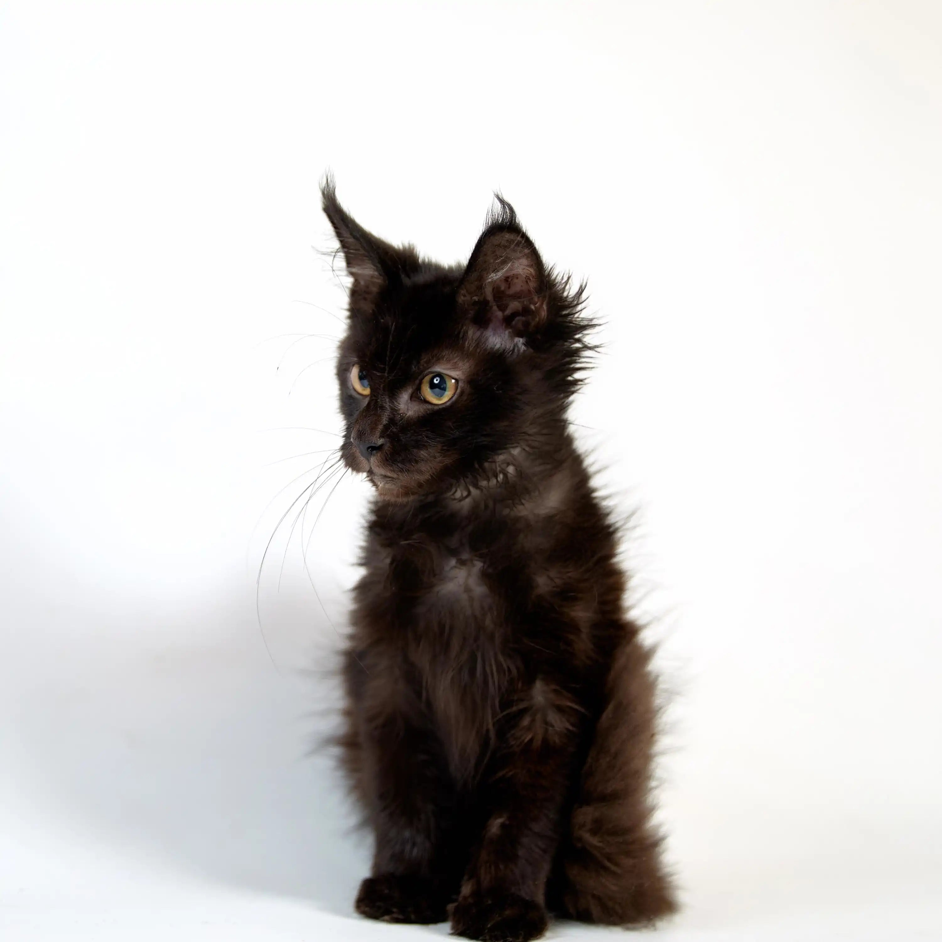 Maine Coon Kittens for Sale Troy | Kitten
