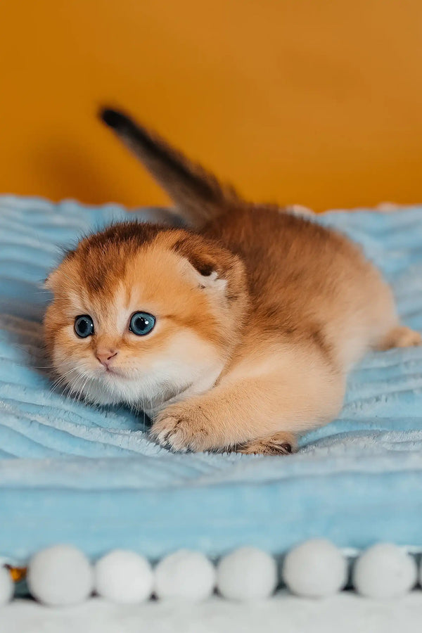 Truffle | scottish fold kitten