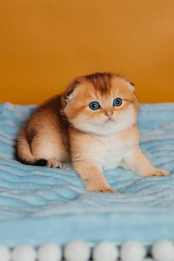 Truffle | scottish fold kitten