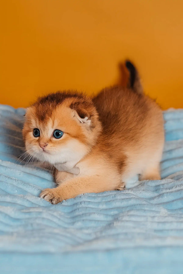 Truffle | scottish fold kitten