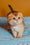 Truffle | Scottish Fold Kitten