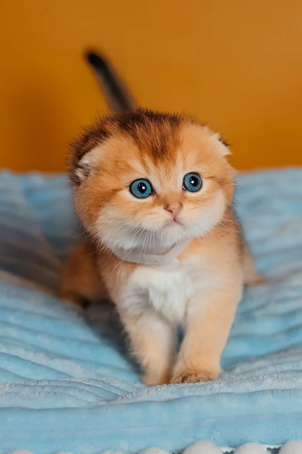 Truffle | scottish fold kitten
