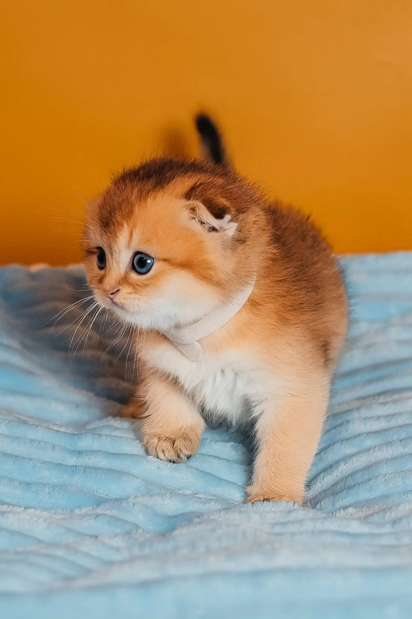 Truffle | scottish fold kitten