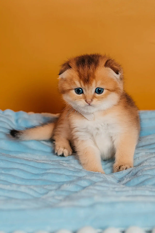 Truffle | scottish fold kitten
