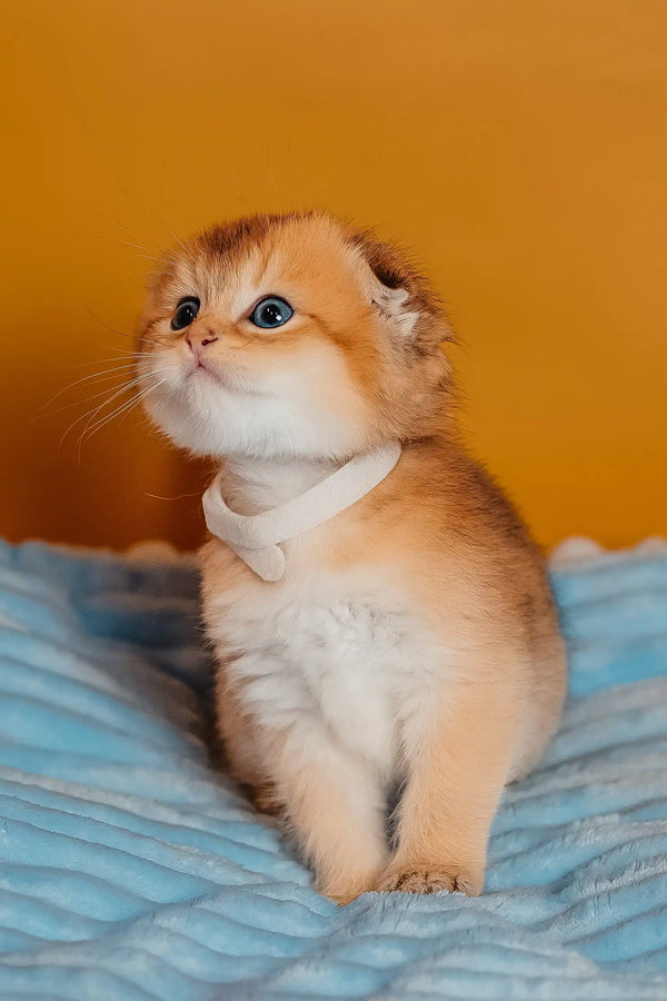 Truffle | scottish fold kitten