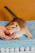 Truffle | scottish fold kitten