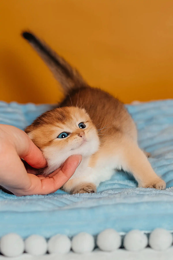 Truffle | scottish fold kitten