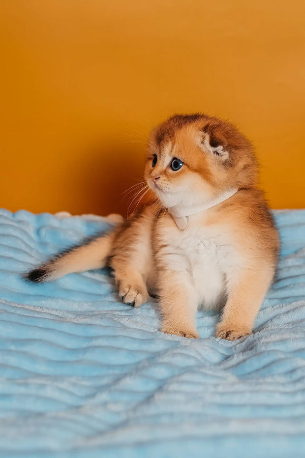 Truffle | scottish fold kitten