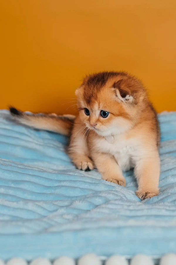 Truffle | scottish fold kitten