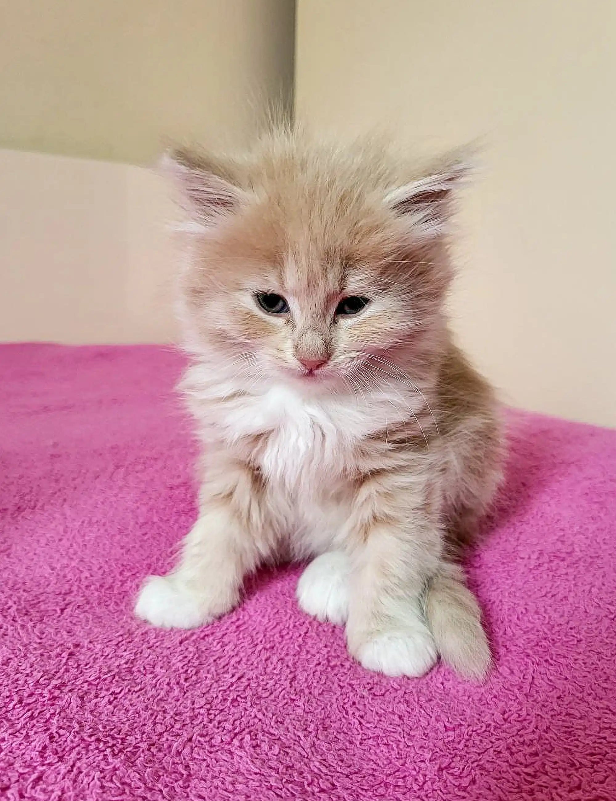 Siberian Kittens For Sale Tuberosa Oraland | Kitten