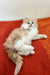 Fluffy Siberian Kitten lounging on red surface, meet Tuberosa Oraland