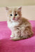 Fluffy Siberian Kitten Tuberosa Oraland sitting on a cute pink surface