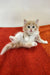 Fluffy Siberian Kitten with blue eyes lounging on orange surface for Tuberosa Oraland