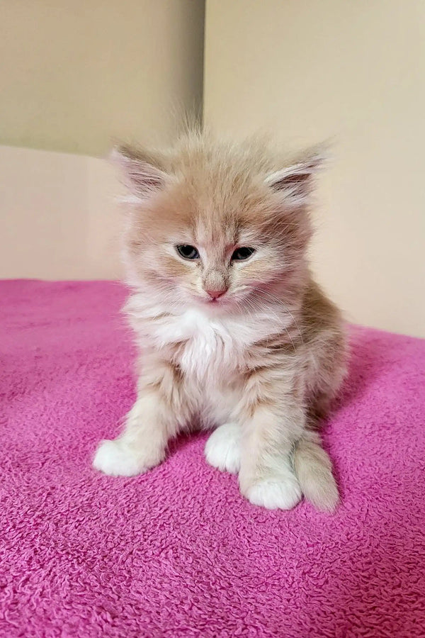 Fluffy beige Siberian Kitten on bright pink surface, meet Tuberosa Oraland