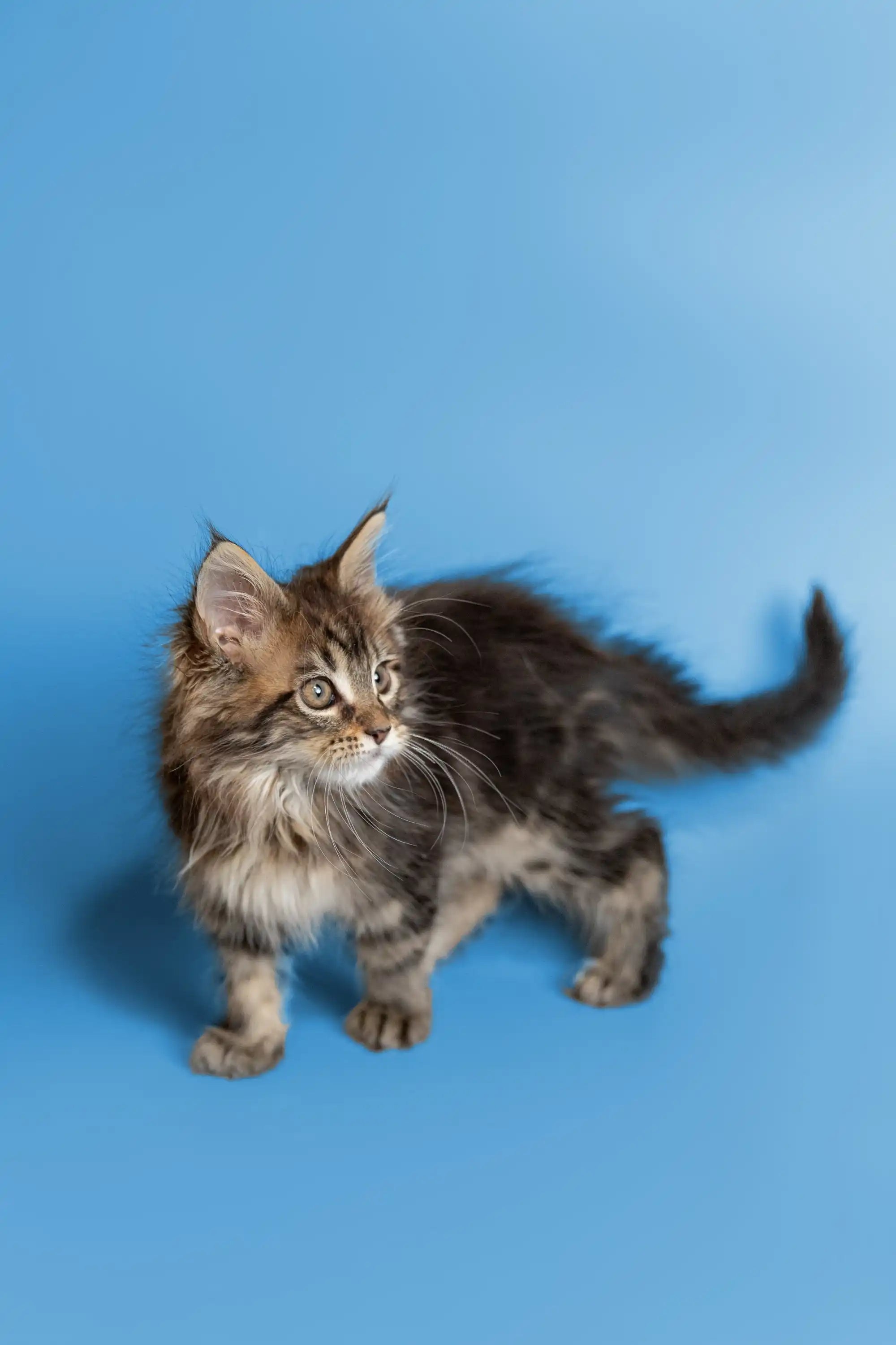 AVADA - Best Sellers Tucker | Maine Coon Kitten