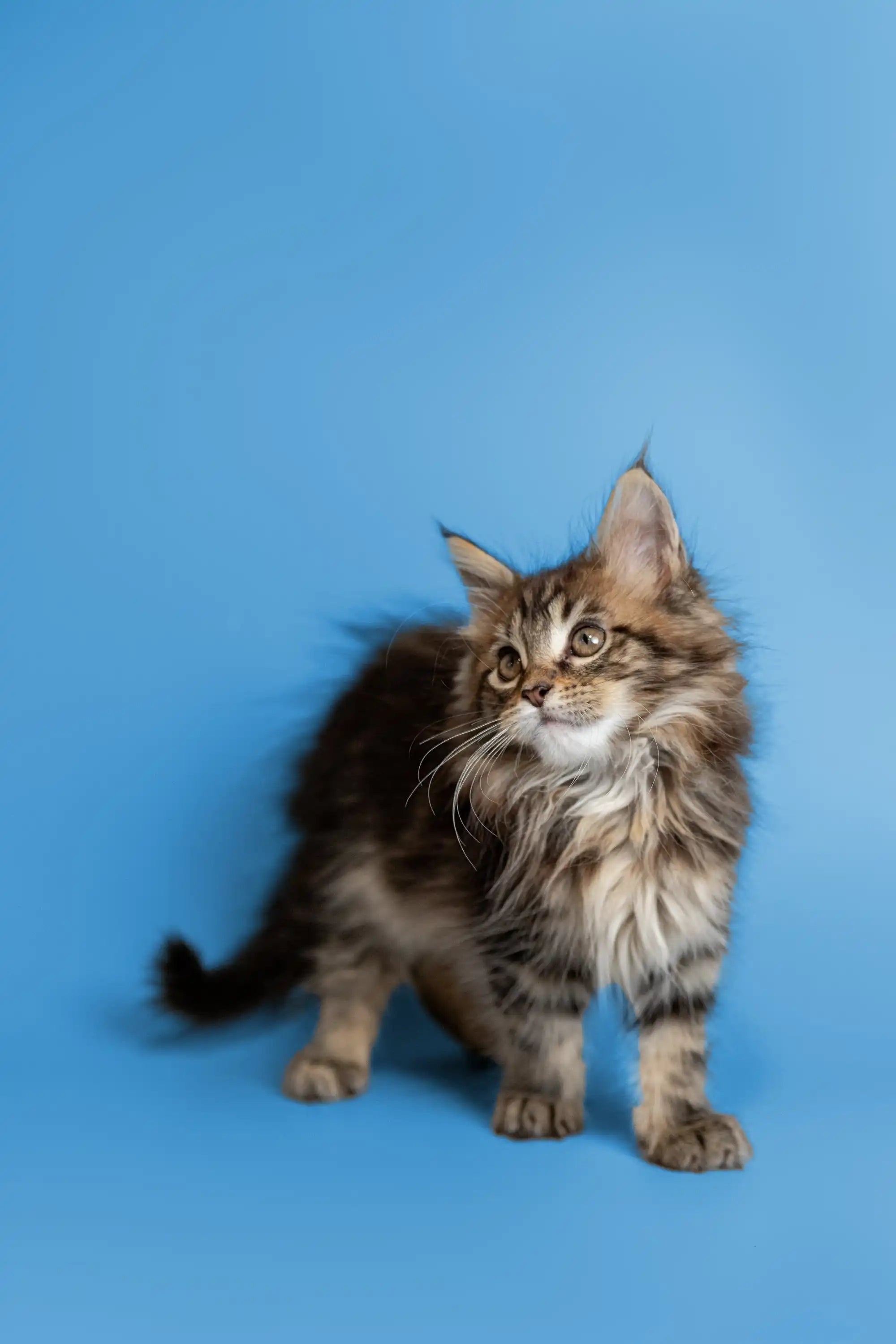 AVADA - Best Sellers Tucker | Maine Coon Kitten