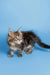 Fluffy gray tabby Maine Coon kitten with long fur and alert expression