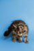 Fluffy gray tabby Maine Coon kitten stretching with a long tail, adorable and playful